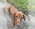 Puppy Carmella Dachshund