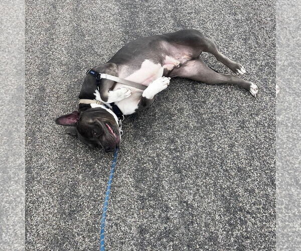 Medium Photo #12 American Pit Bull Terrier-Unknown Mix Puppy For Sale in Fargo, ND, USA