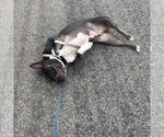Small #11 American Pit Bull Terrier Mix
