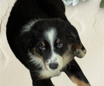 Small Photo #21 Australian Shepherd Puppy For Sale in SYLVA, NC, USA
