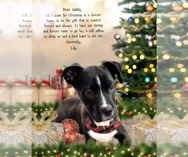 Medium Photo #2 Boxer-Unknown Mix Puppy For Sale in Kankakee, IL, USA