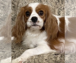 Mother of the Cavalier King Charles Spaniel puppies born on 10/07/2023