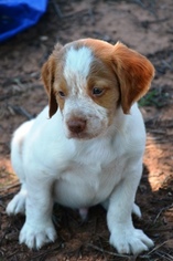 Brittany Puppy for sale in MUSTANG, OK, USA