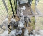 Small Photo #6 Weimaraner Puppy For Sale in LAONA, WI, USA