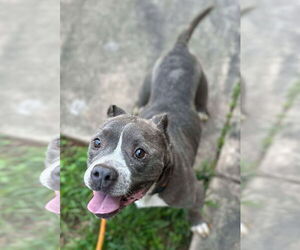 American Pit Bull Terrier Dogs for adoption in Hillsboro, NH, USA