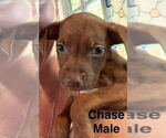 Small Boxer Mix