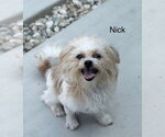 Nick # - Male Mutt Dog for Adoption - Small photo
