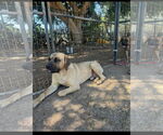 Small #2 Mastiff