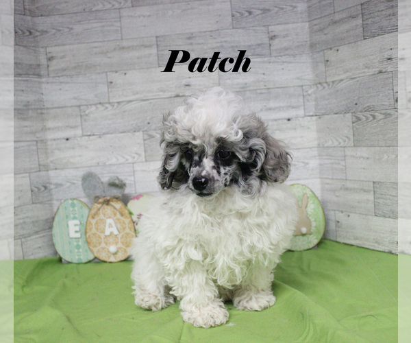 Medium Photo #24 Poodle (Toy) Puppy For Sale in CHANUTE, KS, USA