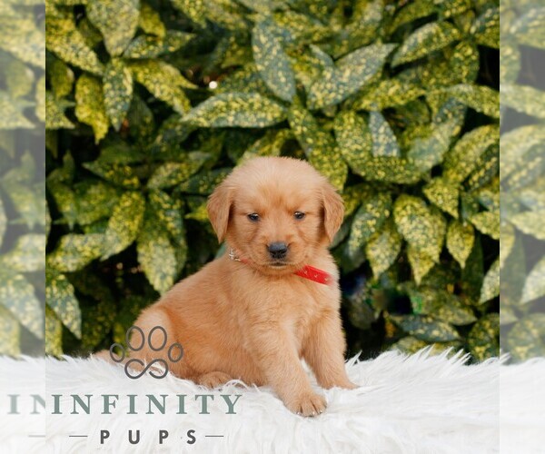 Medium Photo #3 Golden Retriever Puppy For Sale in NEW HOLLAND, PA, USA