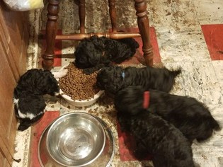 Poodle (Standard) Puppy for sale in AUBURN, WA, USA