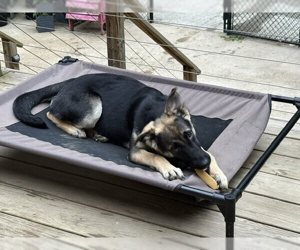 Medium Photo #3 German Shepherd Dog Puppy For Sale in La Grange , NC, USA