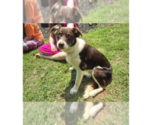 Small #12 Border Collie Mix