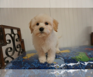 Havanese Puppy for Sale in PARKER, Colorado USA