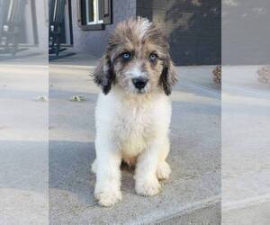 Labradoodle Puppy for sale in FRANKLIN, IN, USA
