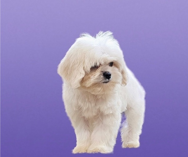 Medium Photo #12 Maltese-Zuchon Mix Puppy For Sale in SAN DIEGO, CA, USA