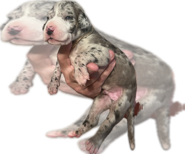 Medium Photo #2 Great Dane Puppy For Sale in WILLIS, TX, USA