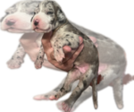 Small Photo #18 Great Dane Puppy For Sale in WILLIS, TX, USA