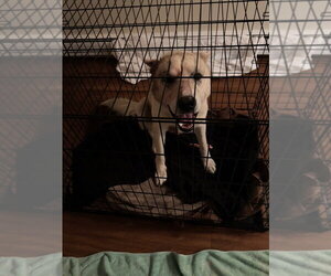 Tre - Male Labsky Dog for Adoption - Photo #4