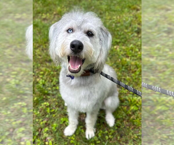 Medium Photo #2 Poodle (Standard)-Siberian Husky Mix Puppy For Sale in Cookeville, TN, USA