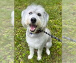Small Photo #2 Poodle (Standard)-Siberian Husky Mix Puppy For Sale in Cookeville, TN, USA