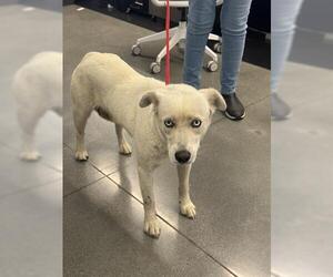 Siberian Husky Dogs for adoption in San Martin, CA, USA