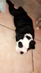 English Bulldog Puppy for sale in ROANOKE, VA, USA