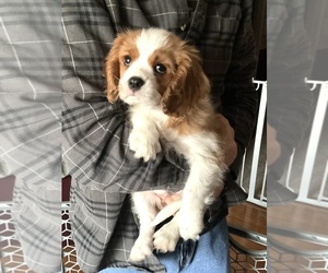 Cavalier King Charles Spaniel Puppy for sale in SAINTE GENEVIEVE, MO, USA