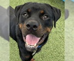Small #3 Rottweiler