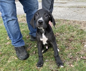 Daniff Puppy for sale in FRANKFORT, KY, USA