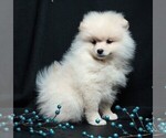 Small #6 Pomeranian
