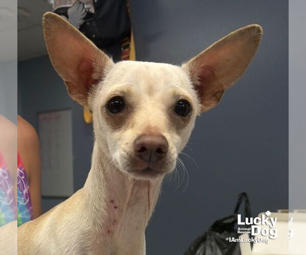 Medium Photo #2 Chihuahua-Unknown Mix Puppy For Sale in Washington, DC, USA