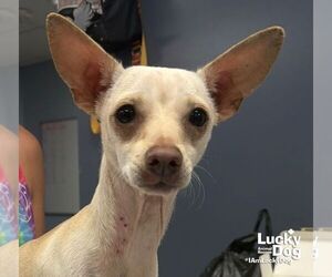 Ringo - Male Chihuahua-Unknown Mix Dog for Adoption - Photo #2
