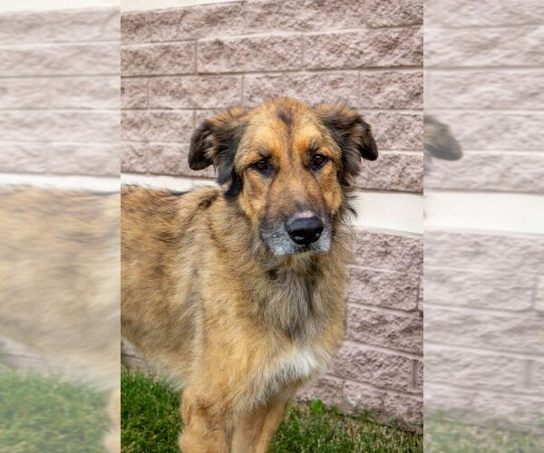Medium Photo #5 Shollie Puppy For Sale in Aurora, IN, USA