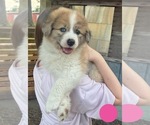 Small Photo #24 Australian Shepherd-Great Pyrenees Mix Puppy For Sale in LUCAMA, NC, USA