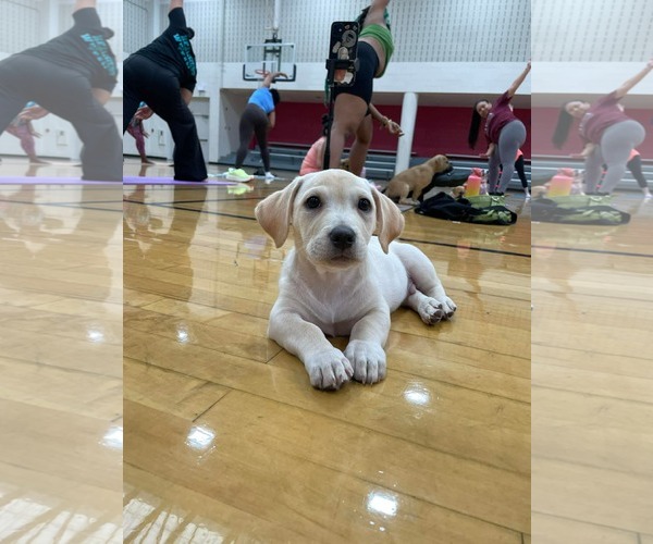 Medium Photo #9 Mutt Puppy For Sale in Derwood, MD, USA