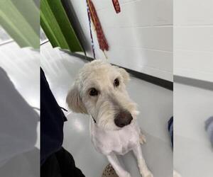 Labradoodle Dogs for adoption in Temple, TX, USA