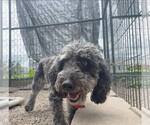 Small #1 Poodle (Miniature)