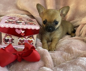 Chihuahua Puppy for sale in CENTER HILL, FL, USA
