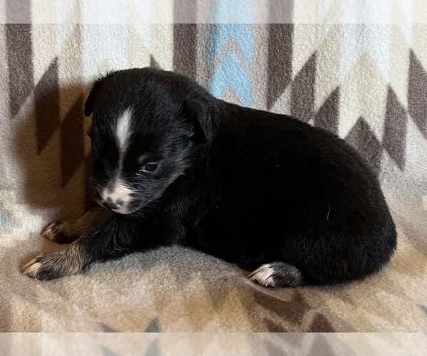 Medium Photo #4 Miniature Australian Shepherd Puppy For Sale in FORT MORGAN, CO, USA