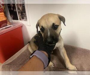 American Pit Bull Terrier-German Shepherd Dog Mix Dogs for adoption in Corona, CA, USA