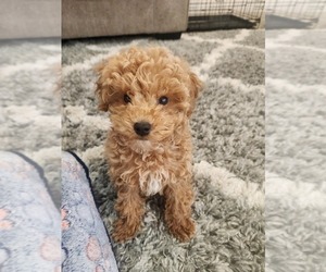Poodle (Toy) Puppy for sale in MESA, AZ, USA
