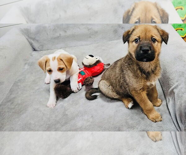 Medium Photo #5 Shepradors Puppy For Sale in Princeton, MN, USA