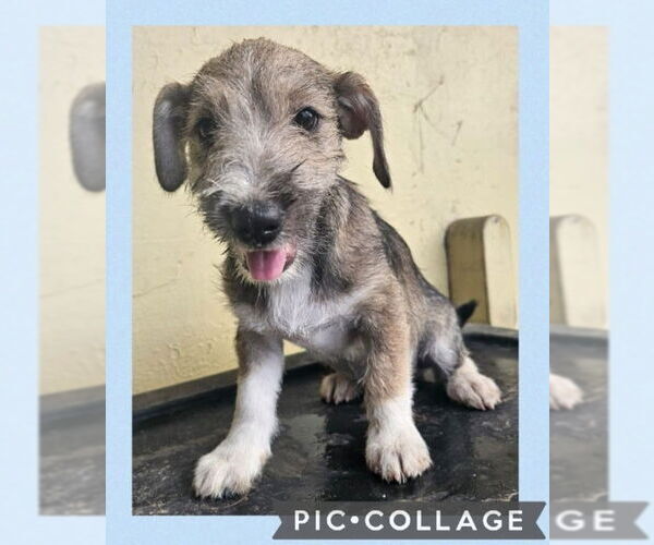 Medium Photo #5 Jack Russell Terrier-Unknown Mix Puppy For Sale in Virginia Beach, VA, USA