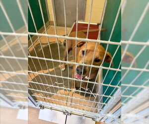 Mutt Dogs for adoption in Texas City, TX, USA