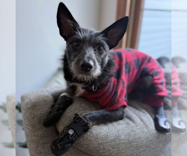 Medium Photo #1 Mutt Puppy For Sale in Brooklyn Center, MN, USA