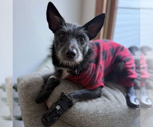 Mutt Dogs for adoption in Brooklyn Center, MN, USA