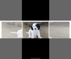 Miniature Bernedoodle Puppy for sale in HENDERSON, NV, USA