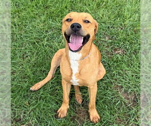 Labrador Retriever-Unknown Mix Dogs for adoption in Conroe, TX, USA