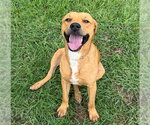 Small Labrador Retriever Mix